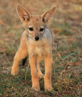 Black-backed jackals - Masaï Mara