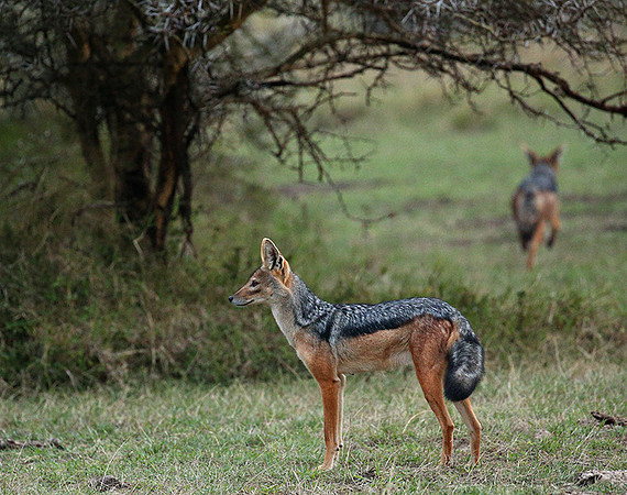 Laikipia : black-backed jackal