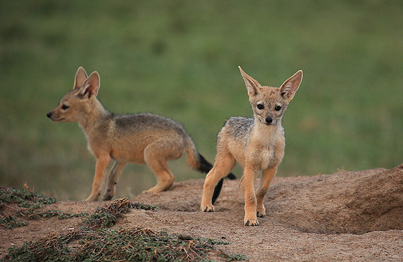 Black-backed jackals - Masaï Mara