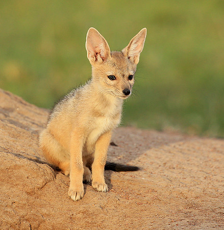 Black-backed jackals - Masaï Mara