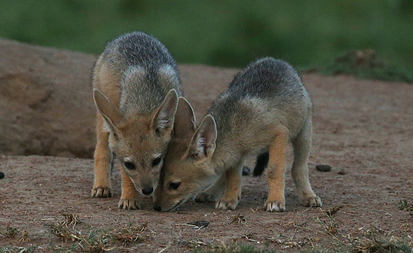Black-backed jackals - Masaï Mara