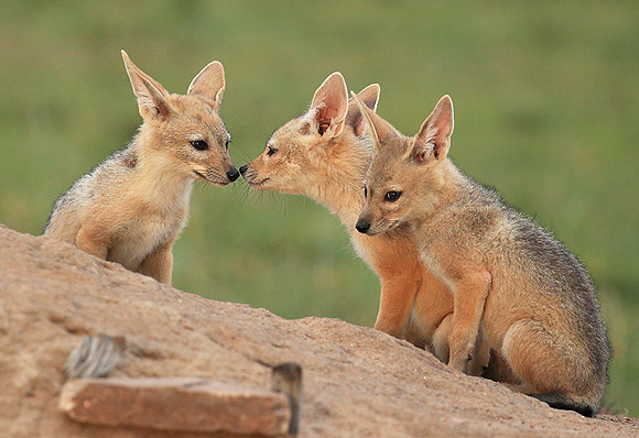 Black-backed jackals - Masaï Mara