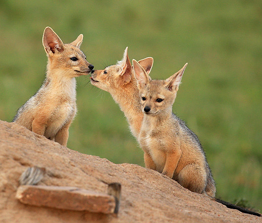 Black-backed chacal cubs - Masaï Mara