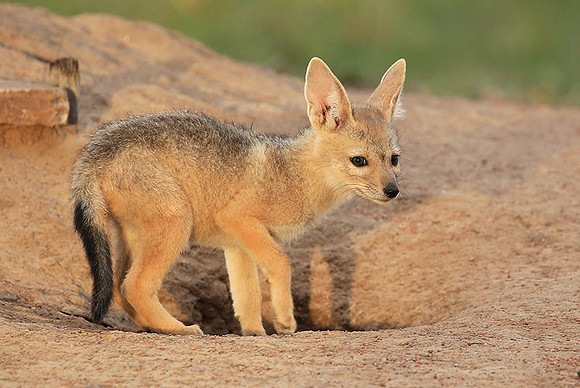 Black-backed jackals - Masaï Mara