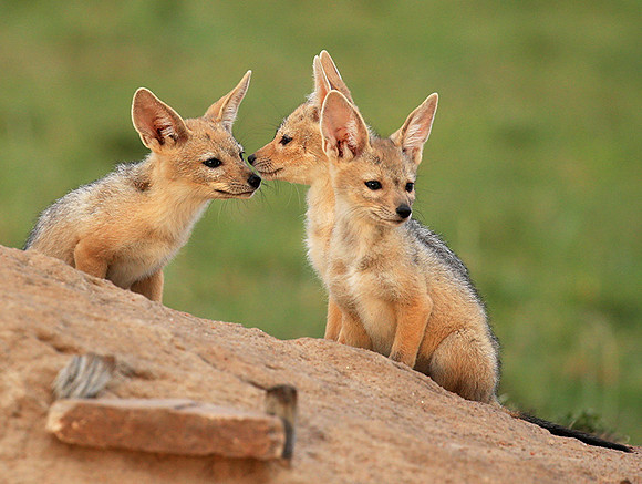 Black-backed chacal cubs - Masaï Mara