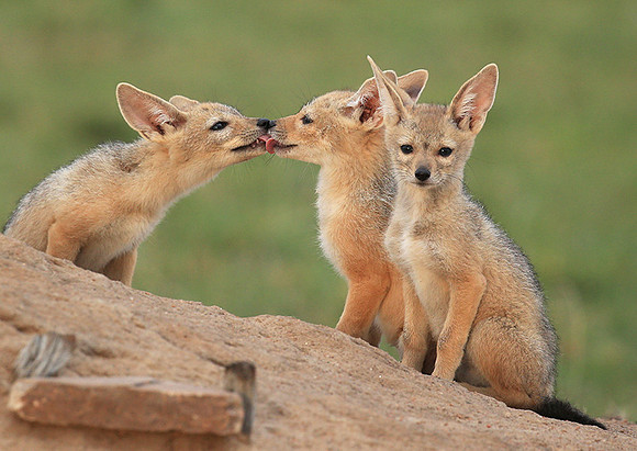 Black-backed jackals - Masaï Mara