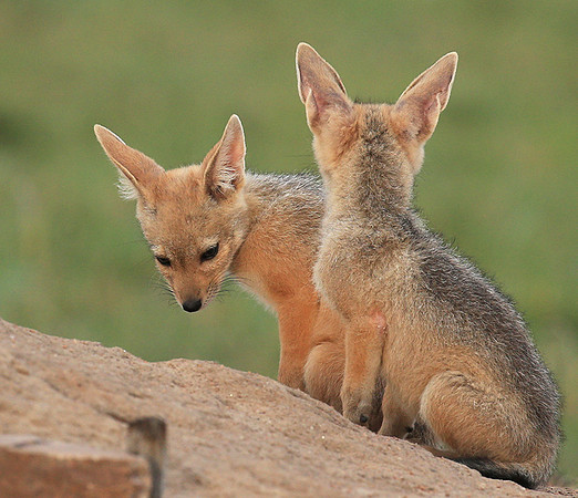 Black-backed jackals - Masaï Mara
