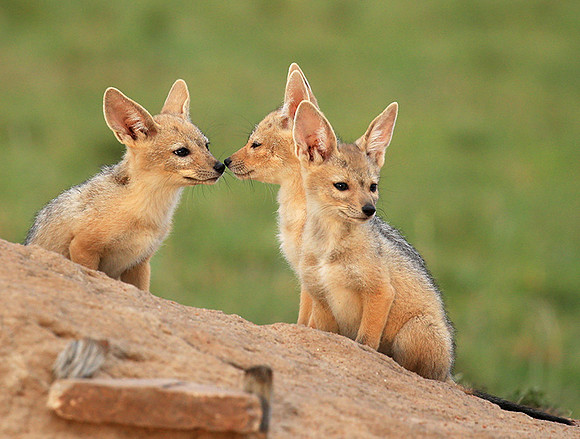 Black-backed chacal cubs - Masaï Mara
