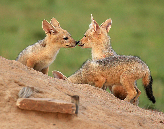 Black-backed chacal cubs - Masaï Mara