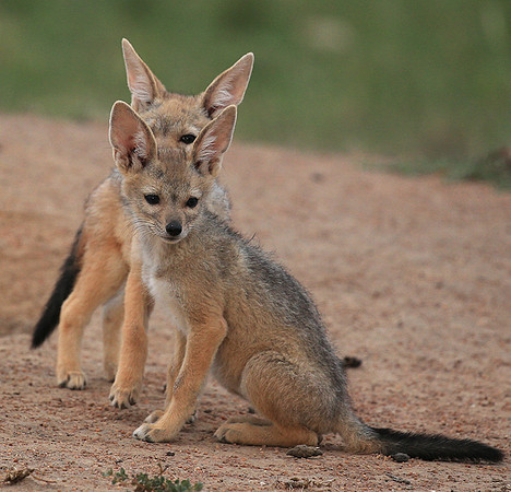 Black-backed jackals - Masaï Mara