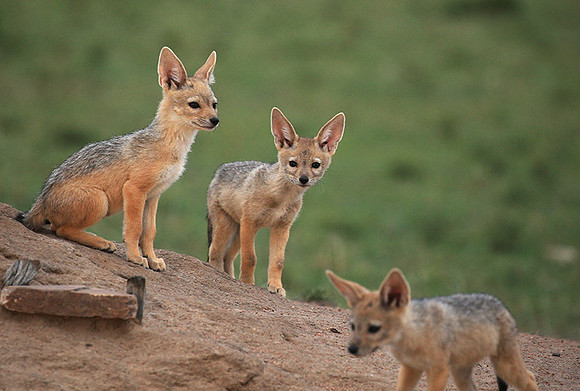 Black-backed jackals - Masaï Mara