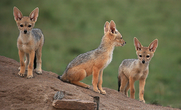 Black-backed jackals - Masaï Mara