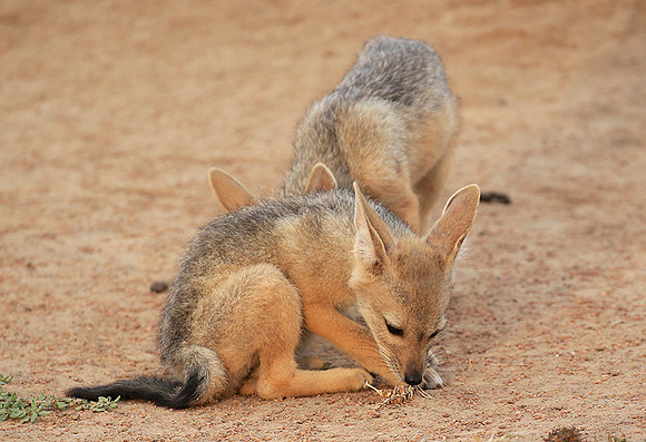 Black-backed jackals - Masaï Mara