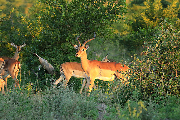 At Londolozi