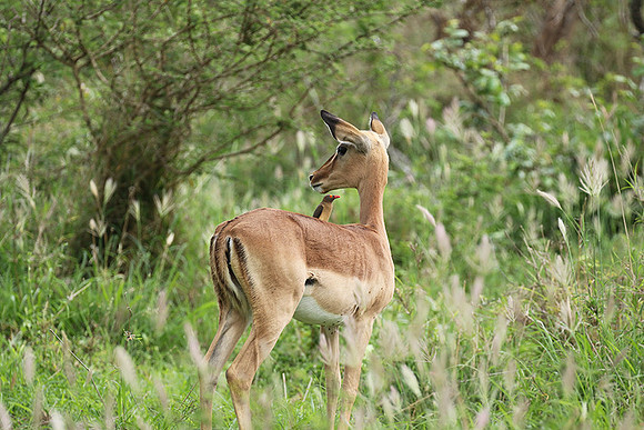 At Lion Sands
