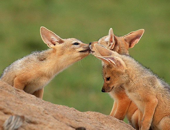Black-backed chacal cubs - Masaï Mara