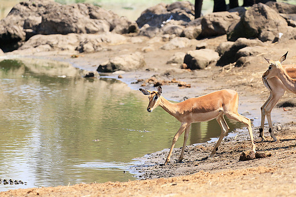 At Kruger NP