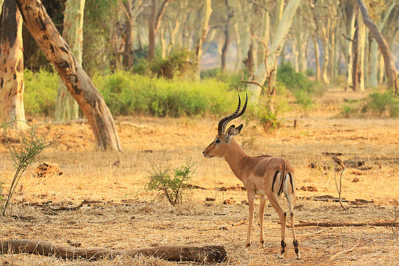 At Kruger NP