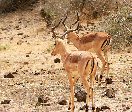 At Kruger NP
