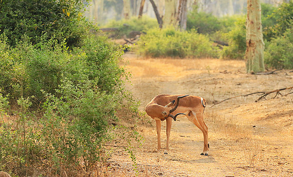 At Kruger NP