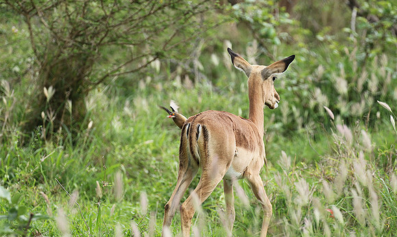 At Lion Sands