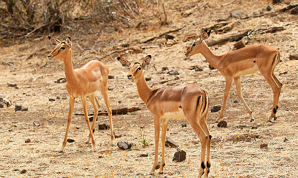 At Kruger NP