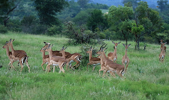 At Londolozi