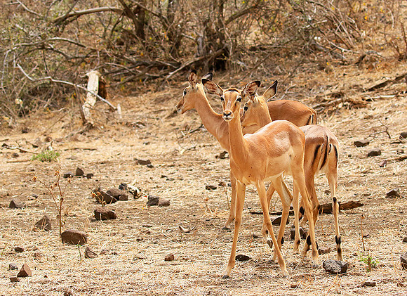 At Kruger NP
