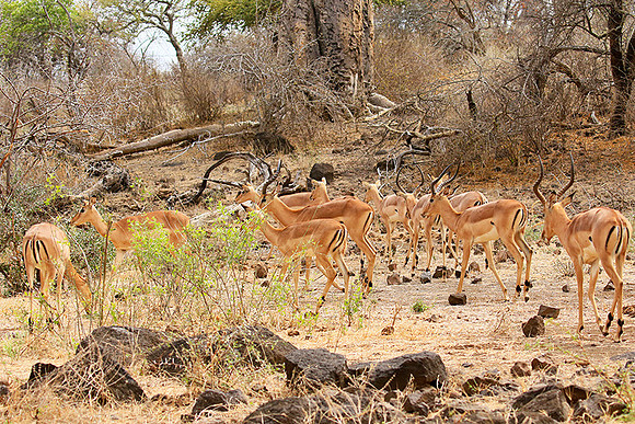 At Kruger NP