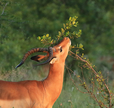 At Londolozi