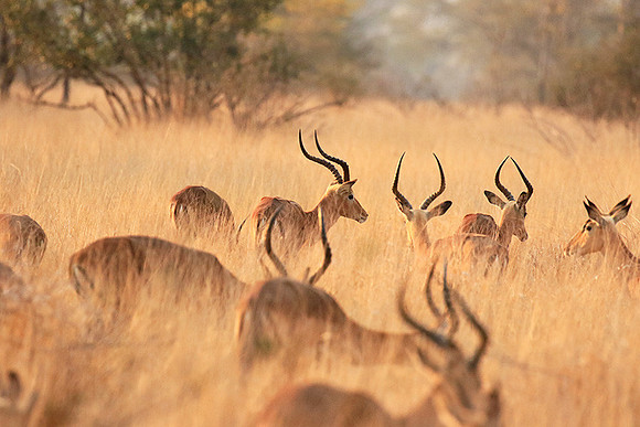 At Kruger NP