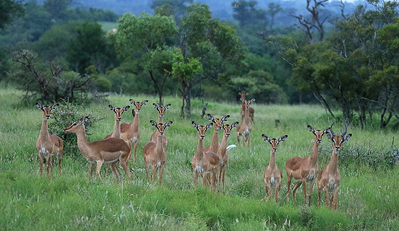 At Londolozi