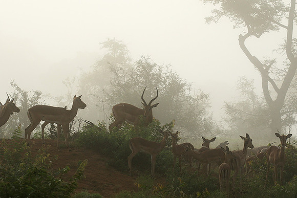 At Londolozi