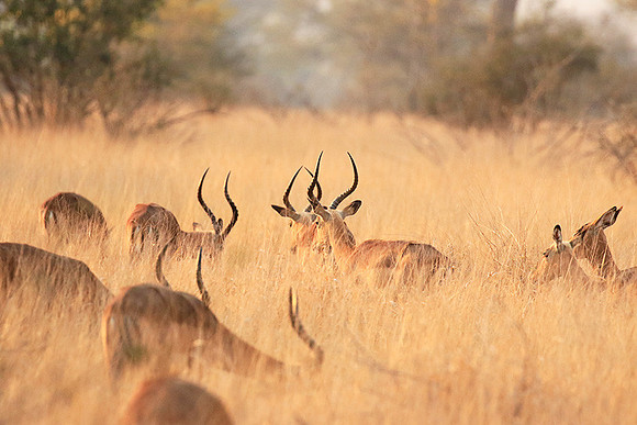 At Kruger NP