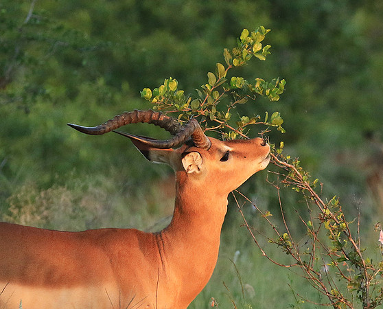 At Londolozi