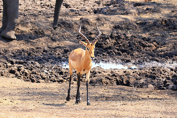 At Kruger NP