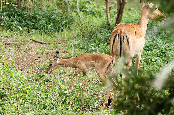At Lion Sands