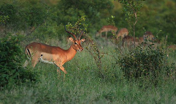 At Londolozi