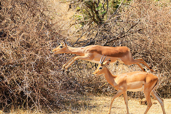 At Kruger NP