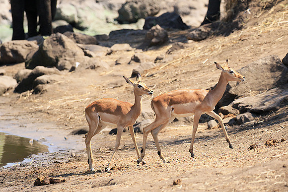 At Kruger NP