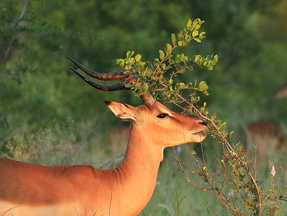 At Londolozi
