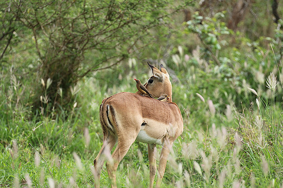 At Lion Sands