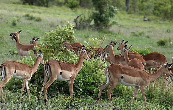 Sabi Sand