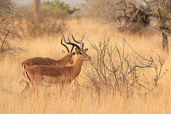At Kruger NP
