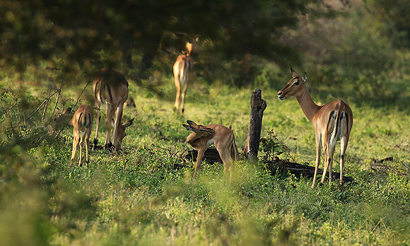 At Lion Sands