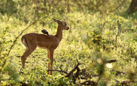 At Lion Sands