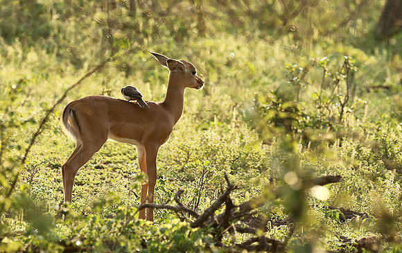 At Lion Sands