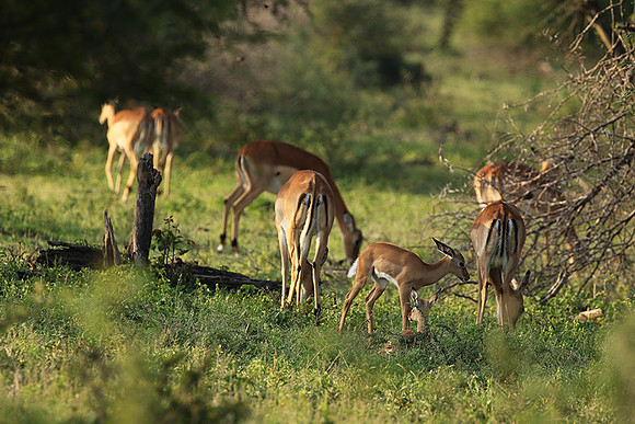 At Lion Sands