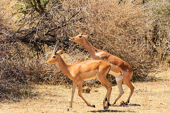 At Kruger NP