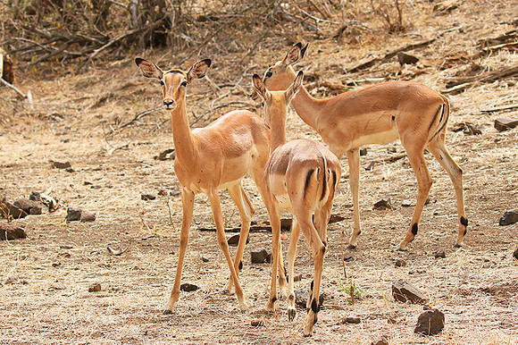 At Kruger NP